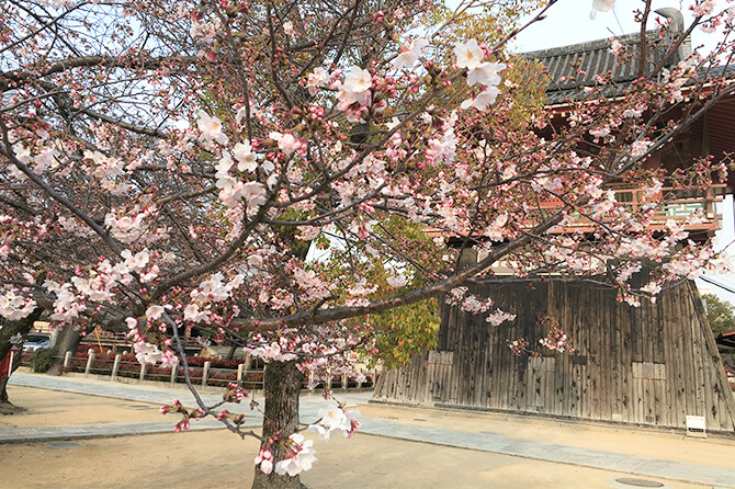 四天王寺の桜は大阪城や大川のそれと違って「圧倒的なボリューム」ではない。そこがまた古刹らしくて情緒がある